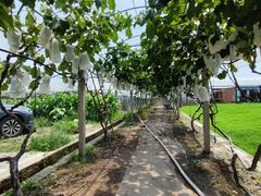 -美家乐农庄·露营·团建(大治路店)