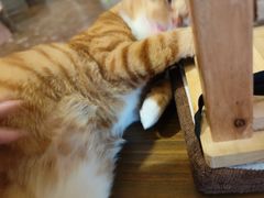 -猫猫幼稚园·撸猫·桌游·电玩
