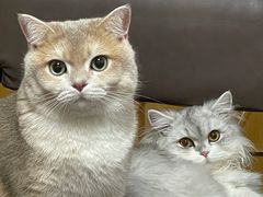 -东方名猫馆·英短金渐层布偶猫舍(环线广场1号楼店)