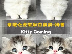-小猫来了·猫舍(红山六九七九店)