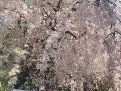 -西安青龙寺遗址景区