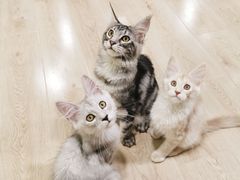 -十年猫舍·猫咪专门店(普陀店)