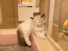 -屋虎猫馆(宝安大仟里店)