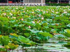 -荔湾湖公园