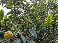 -塘栖枇杷特色园区