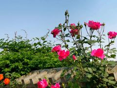 -长安上水缘度假庄园