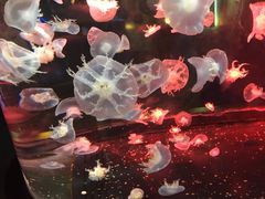 -烟台海昌鲸鲨海洋公园