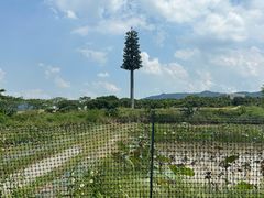 -光明小镇欢乐田园