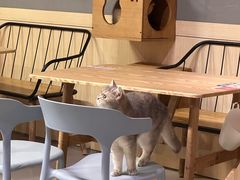 -豆逗聊愈猫阁Easy Life