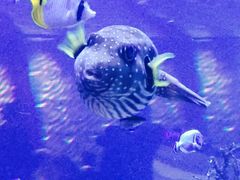 -迪拜帆船酒店海底餐厅