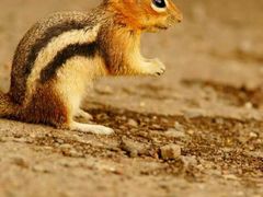 -牵牛花池