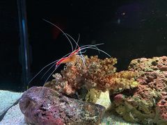-暹罗海洋世界