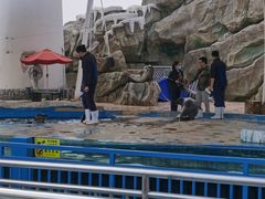 -芜湖新华联大白鲸海洋公园