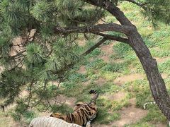 -西霞口神雕山野生动物世界