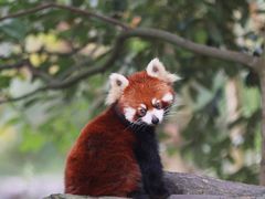 -都江堰中华大熊猫苑