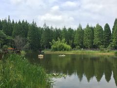 -黄海国家森林公园