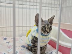 -哈尔滨道外花鸟鱼市场