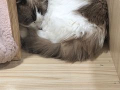 -屋虎猫馆(宝安大仟里店)