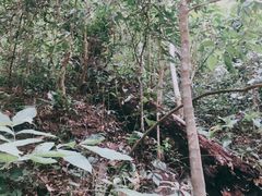 -西双版纳原始森林公园