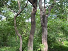 -北陵公园