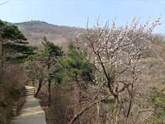 -北京西山国家森林公园