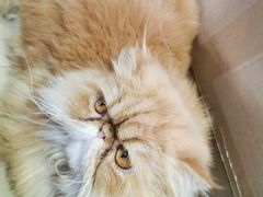 -Heymao猫咖.咖啡厅(东门店)