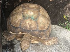 -清迈夜间动物园