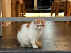 -肥安娜·小吃·饮品