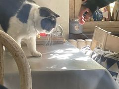 -海边的猫和咖啡馆