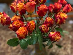 -循礼门鲜花花市(武汉循礼门店)