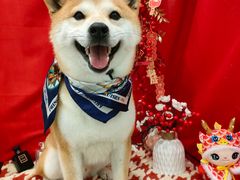 -Pets First伊珊娜洗护·精致美容·家庭式寄养(新会路店)