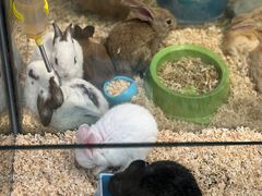 -青石桥花鸟鱼虫市场(叠翠城店)