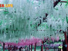 景点-嘉定紫藤园