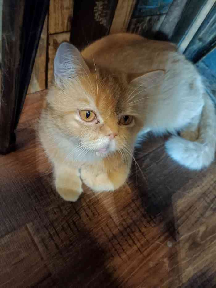 喵达令猫吧-"就在她们店旁边工作,每次都在门口看他们家.