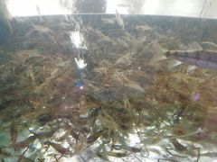 -全乐鱼馆·淳牌有机鱼直营店