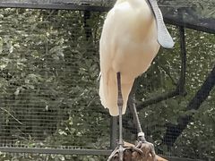 -费瑟代尔野生动物园