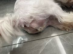 -钦宠·猫咪售卖·洗护·寄养(东圃旗舰店)