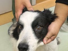 -瑞鹏宠物医院·宠保定点·心脏科·内科(御桥分院)