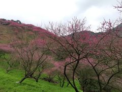-新建村梅花