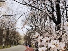-朝阳公园