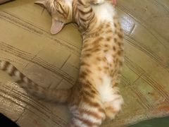 -猫猫幼稚园·撸猫·桌游·电玩