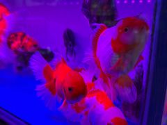 -青石桥花鸟鱼虫市场(叠翠城店)