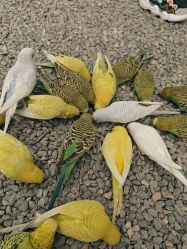 -萌宠亲子动物乐园(槐房万达店)