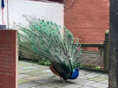 -都江堰普照寺