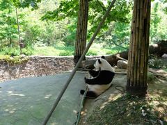 -都江堰中华大熊猫苑