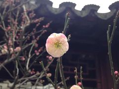 -五峰园