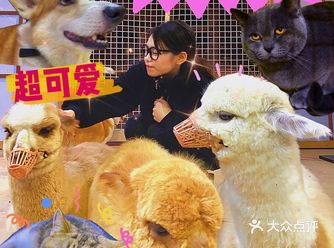 广州萌店|我要来这里撸羊驼撸猫咪!