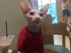 -藏猫猫咖啡主题馆(中央大道店)