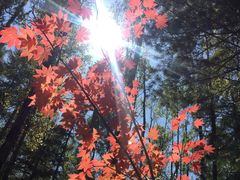 -峡谷浮石林景区