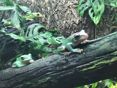 -广州长隆飞鸟乐园